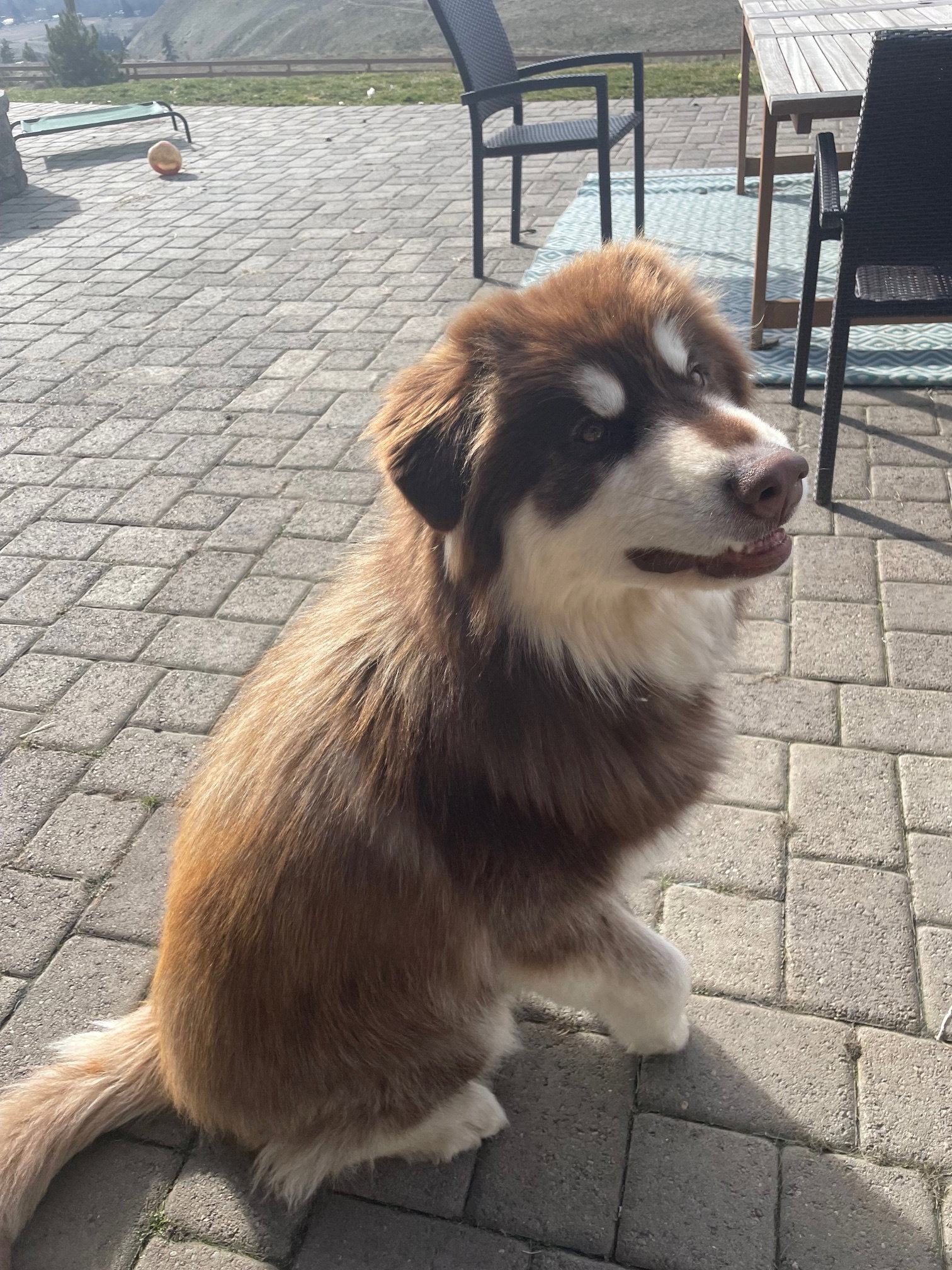 dog-image
