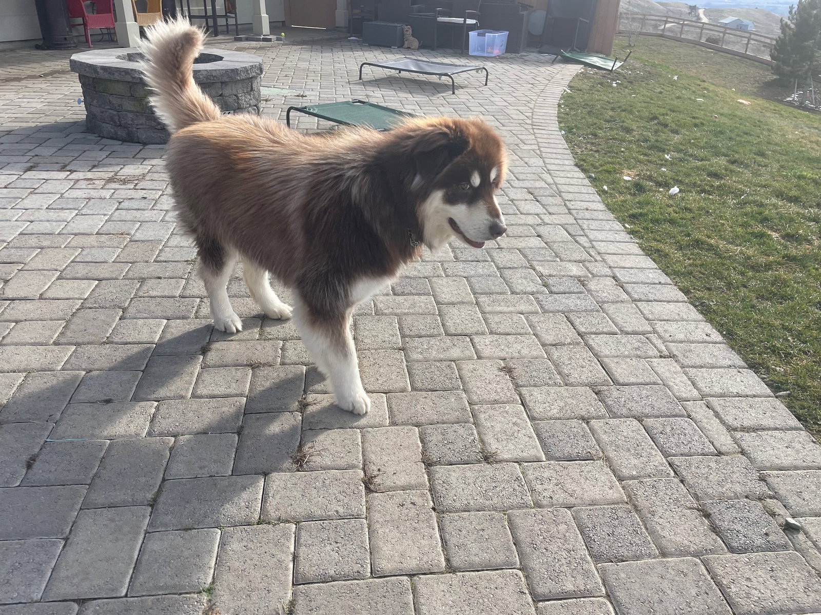 dog-image