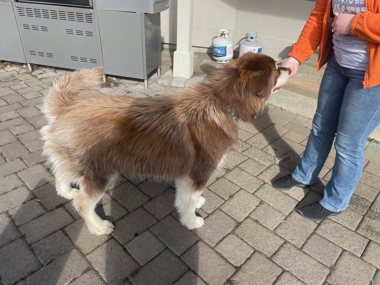 dog-image