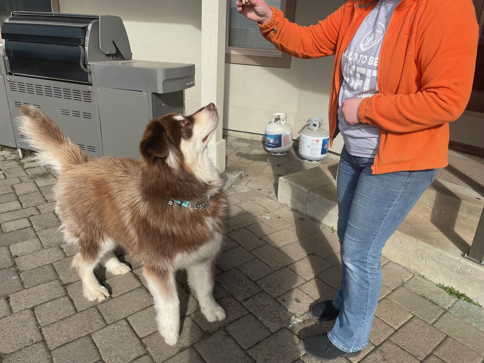 dog-image
