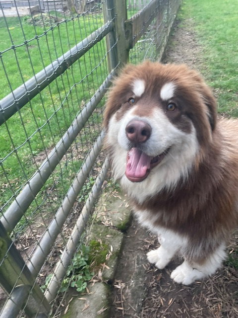 dog-image