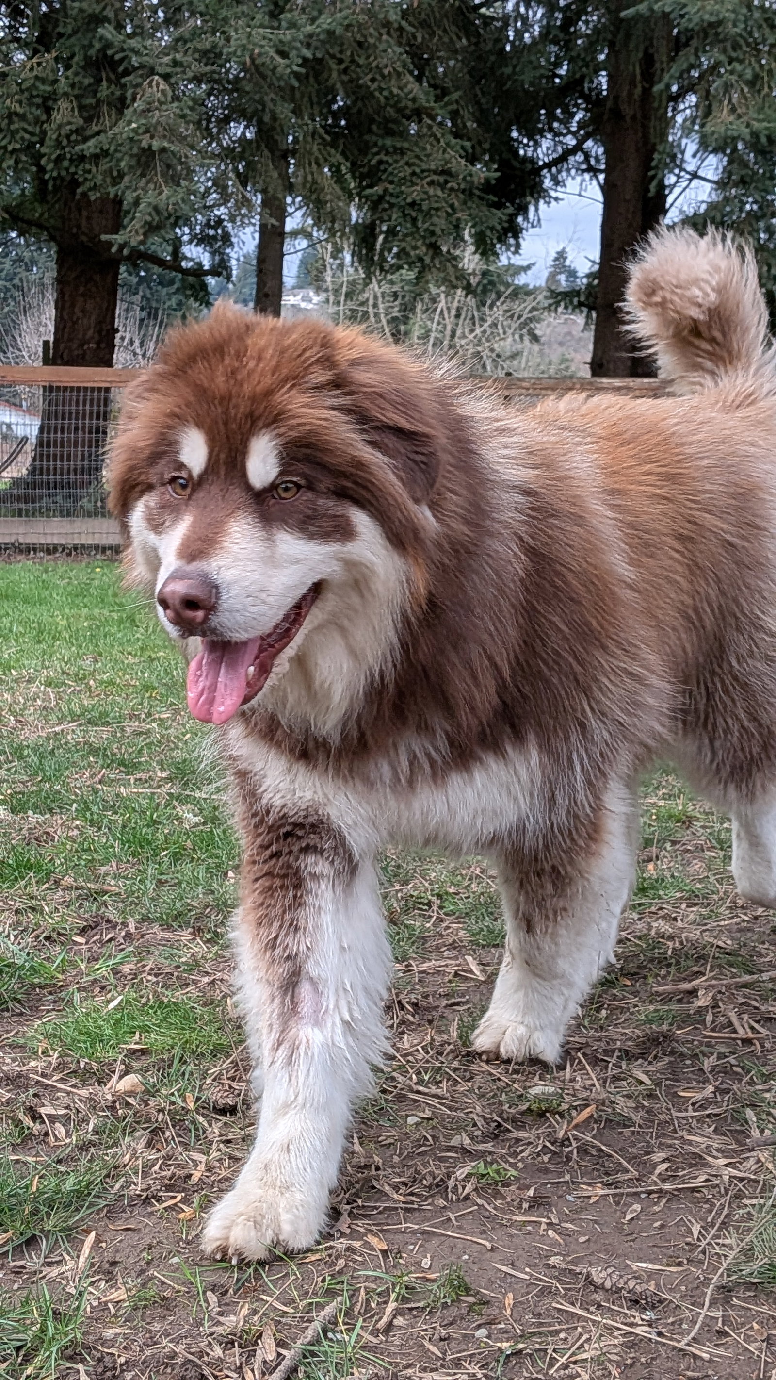 dog-image