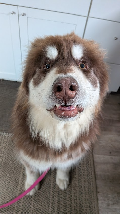 dog-image