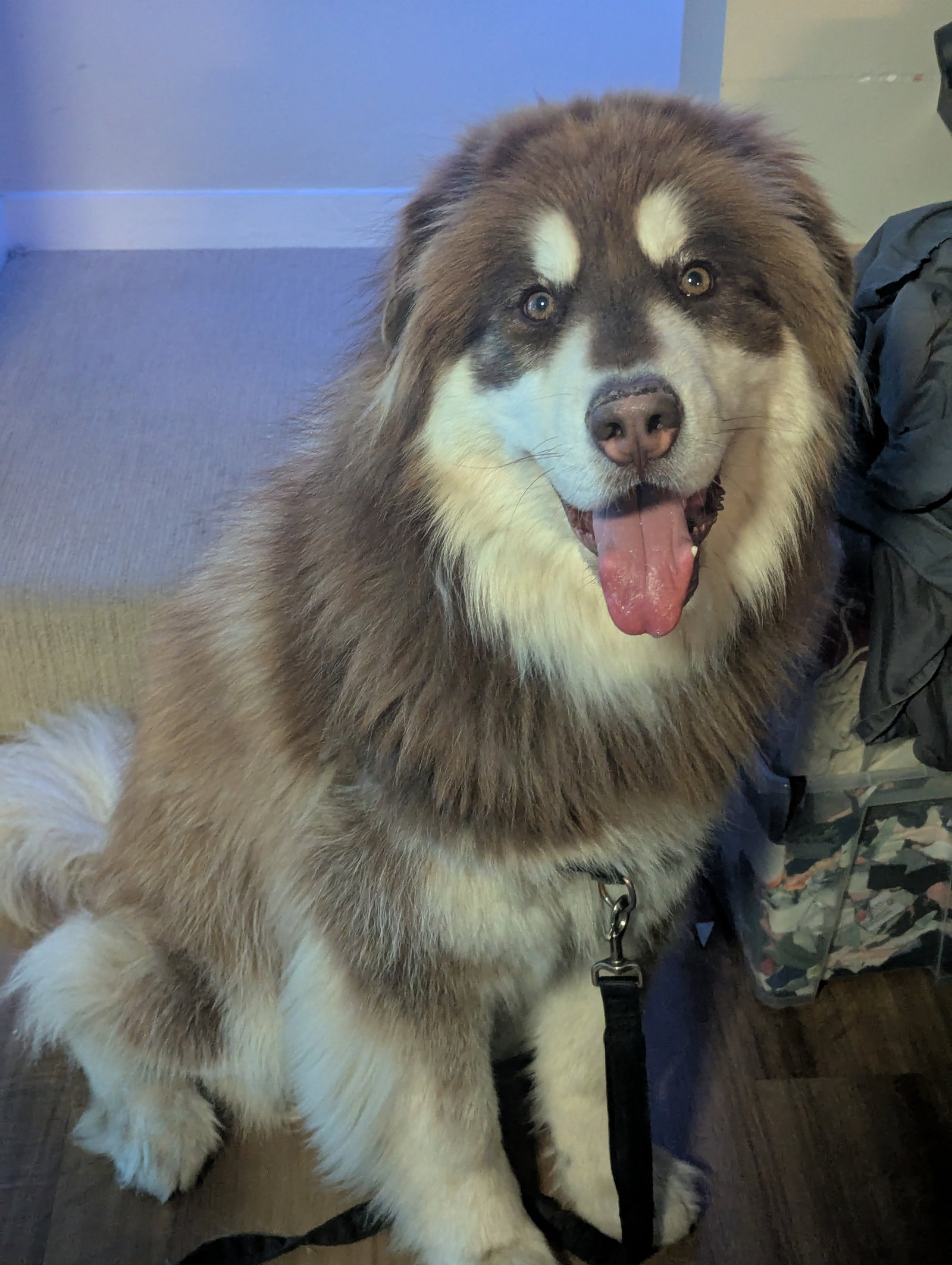 dog-image