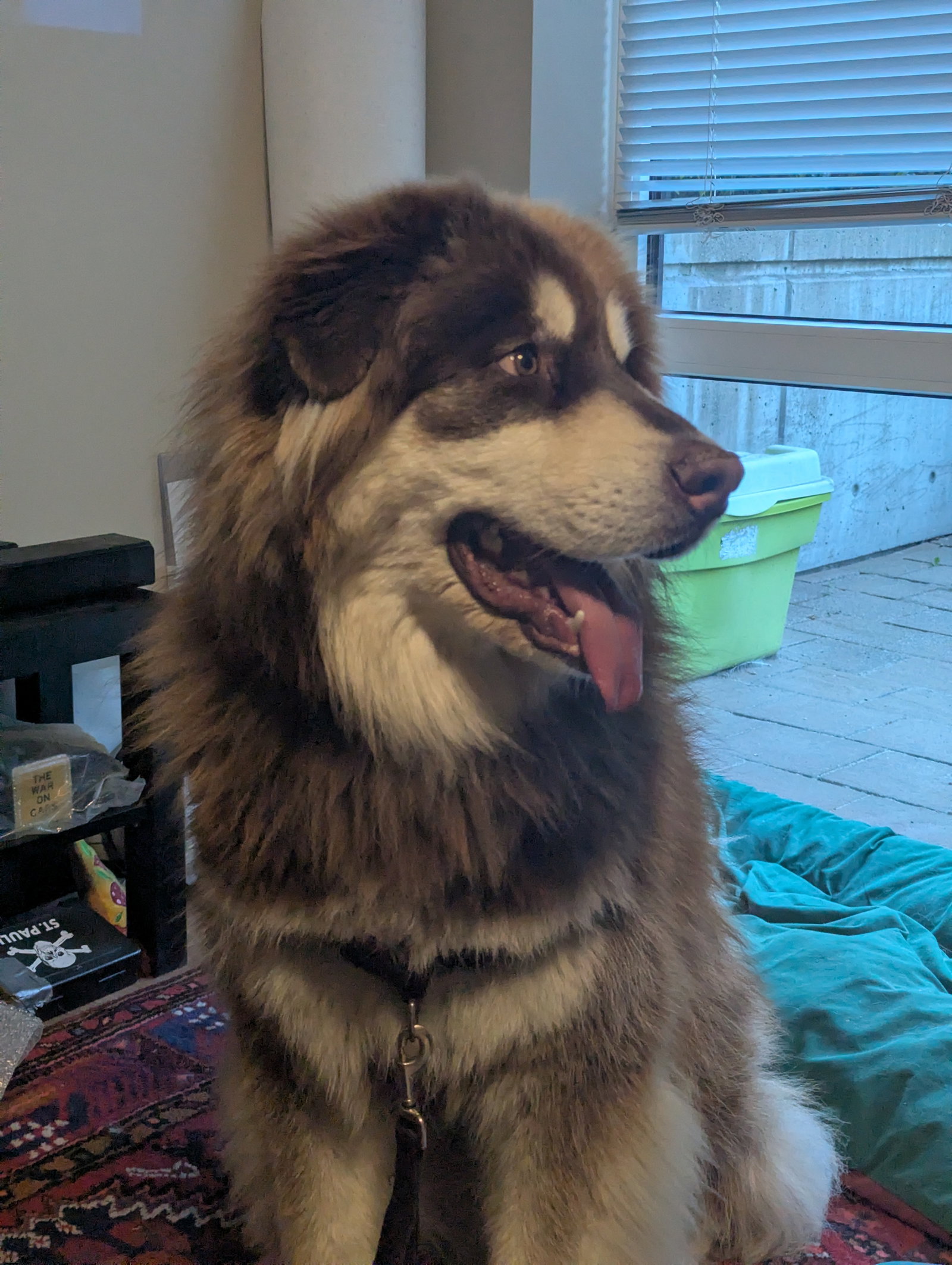 dog-image