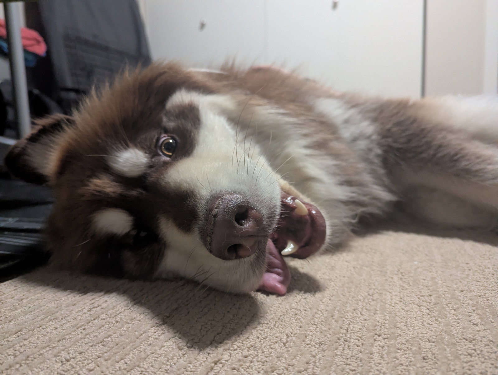 dog-image