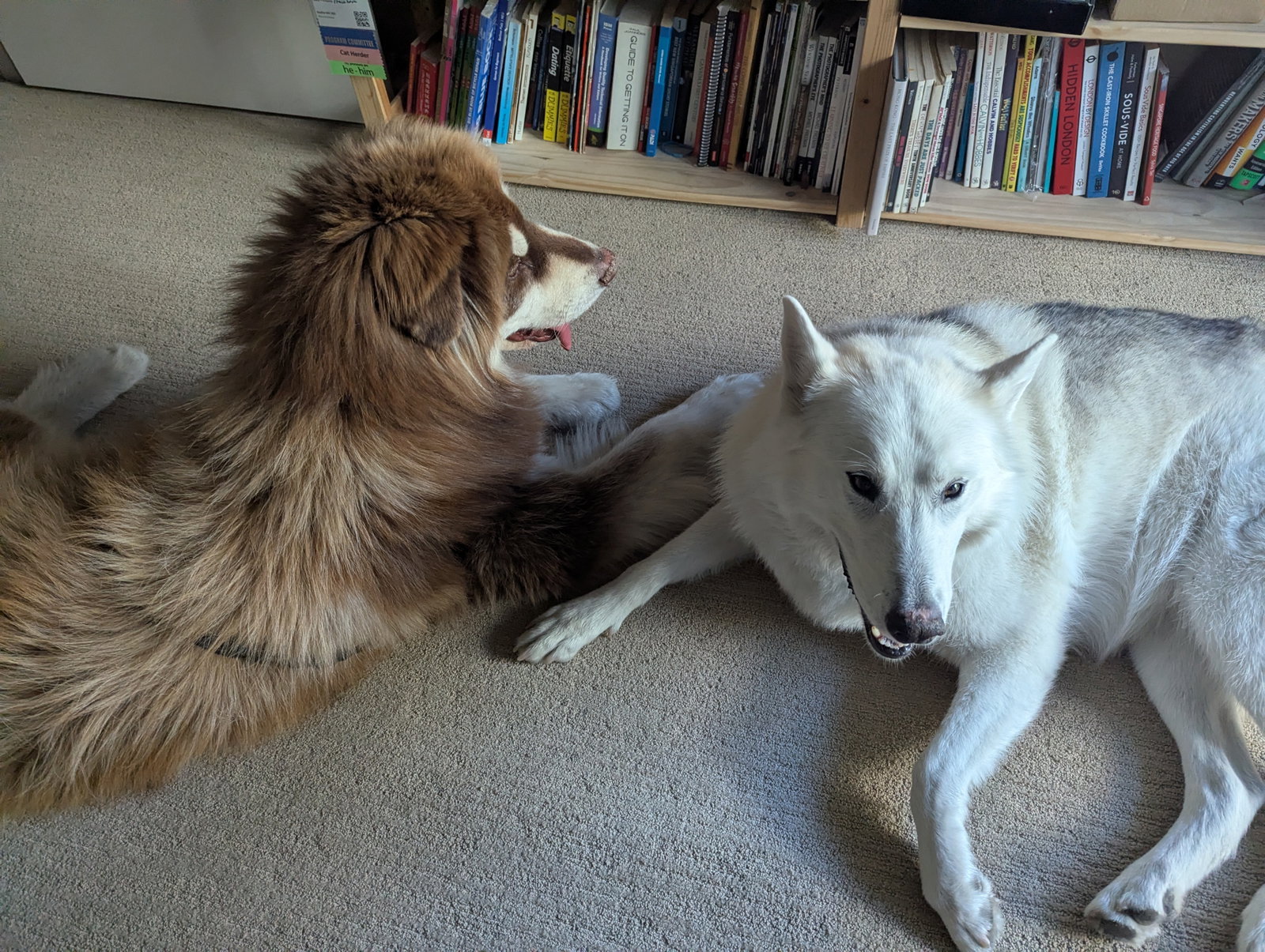 dog-image