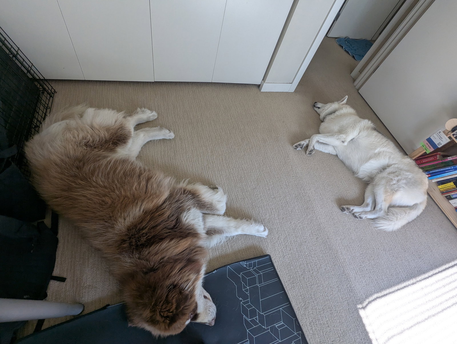 dog-image