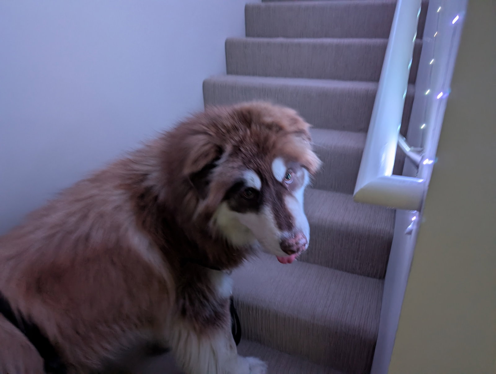 dog-image