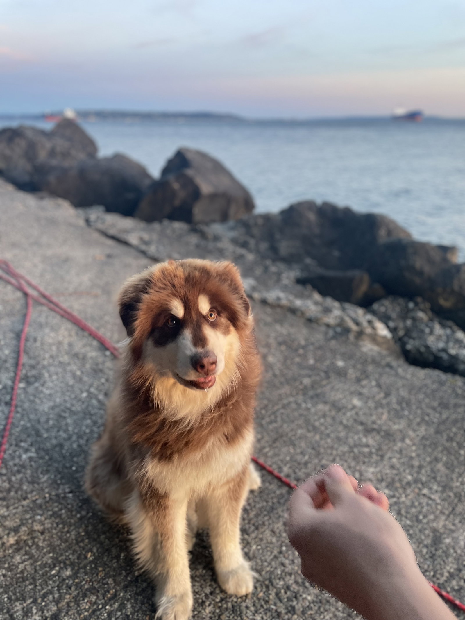 dog-image