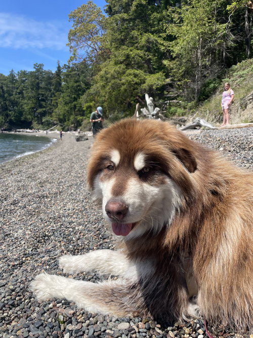 GRIZZLY, an adoptable Alaskan Malamute in Seattle, WA
