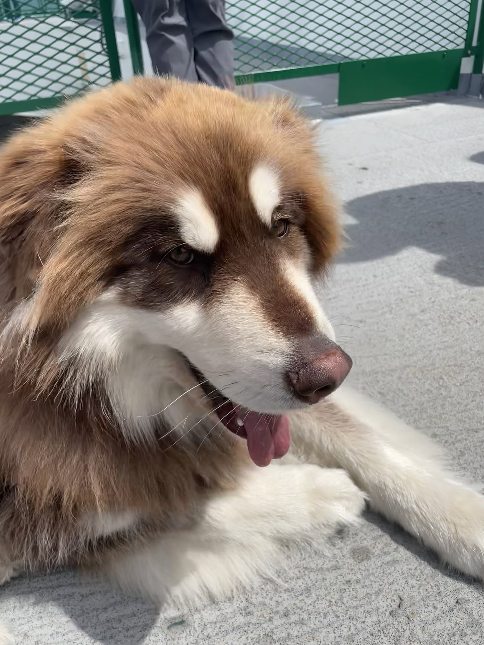 dog-image