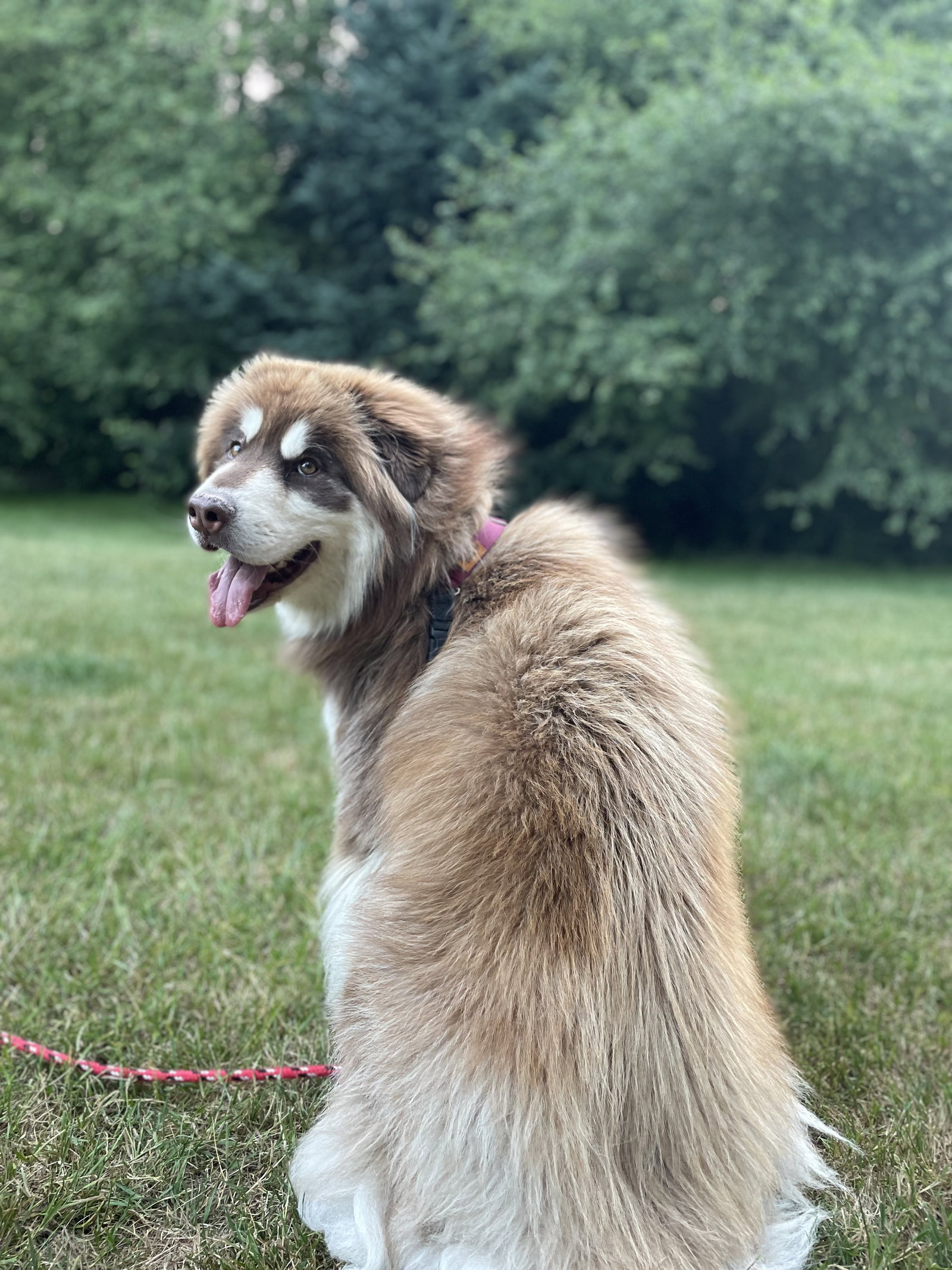 dog-image