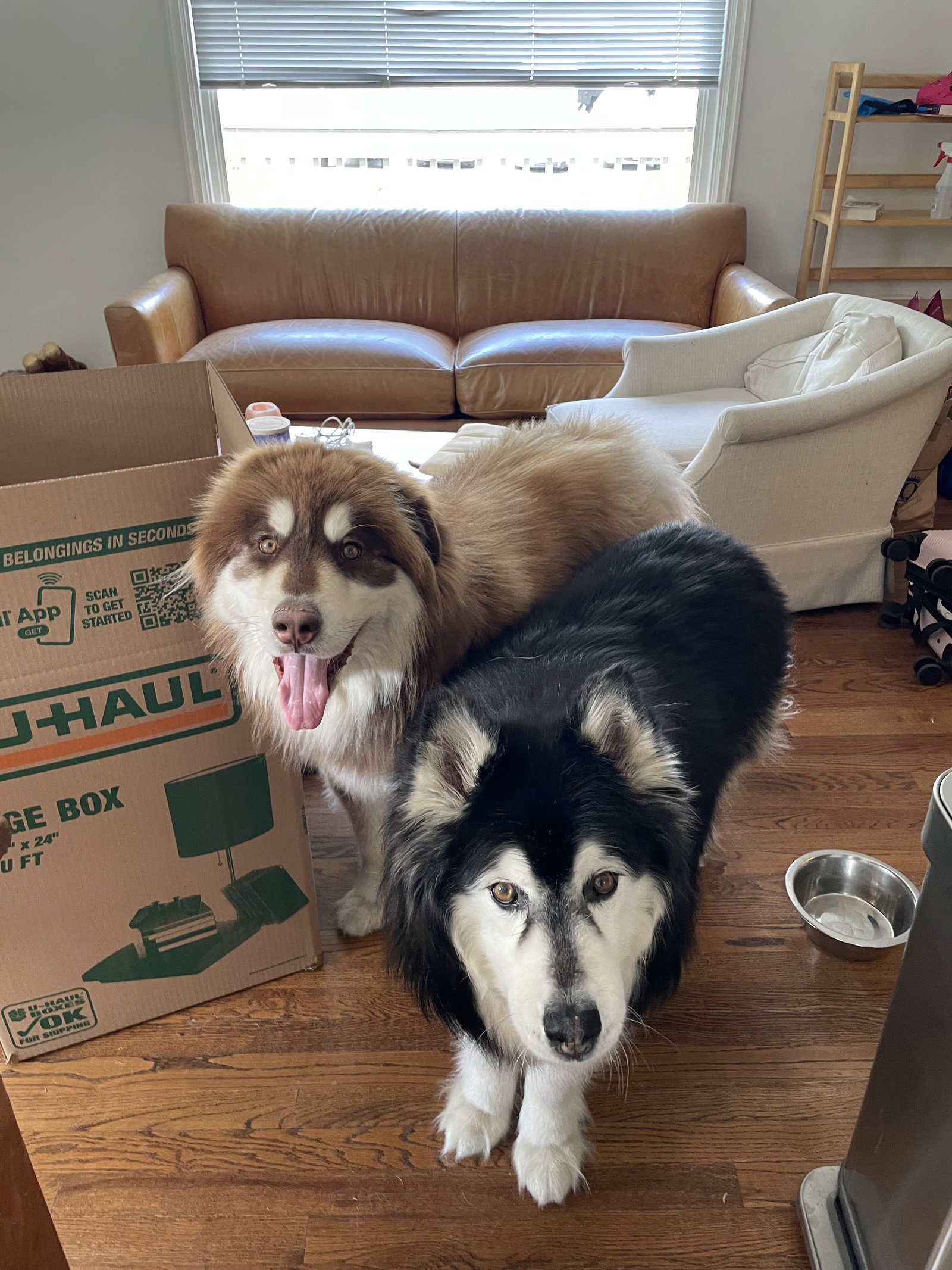 dog-image