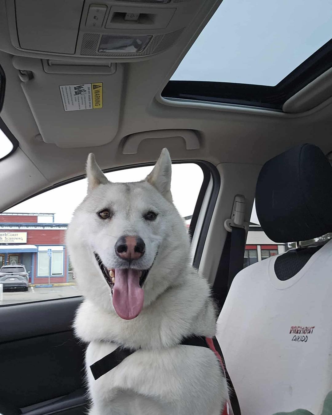 dog-image