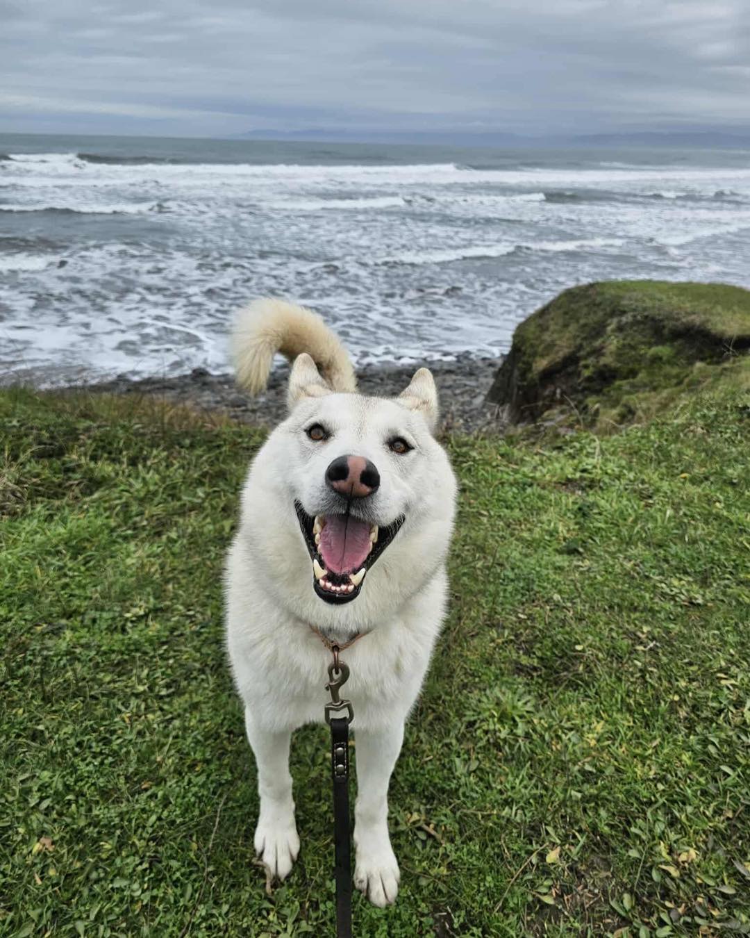 dog-image