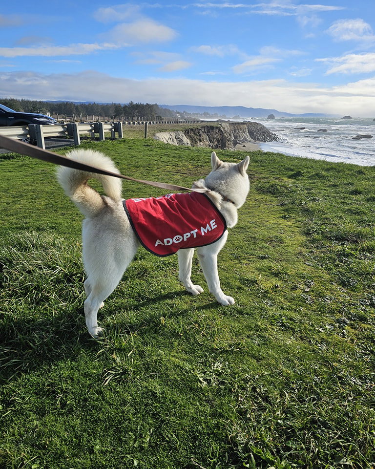 dog-image