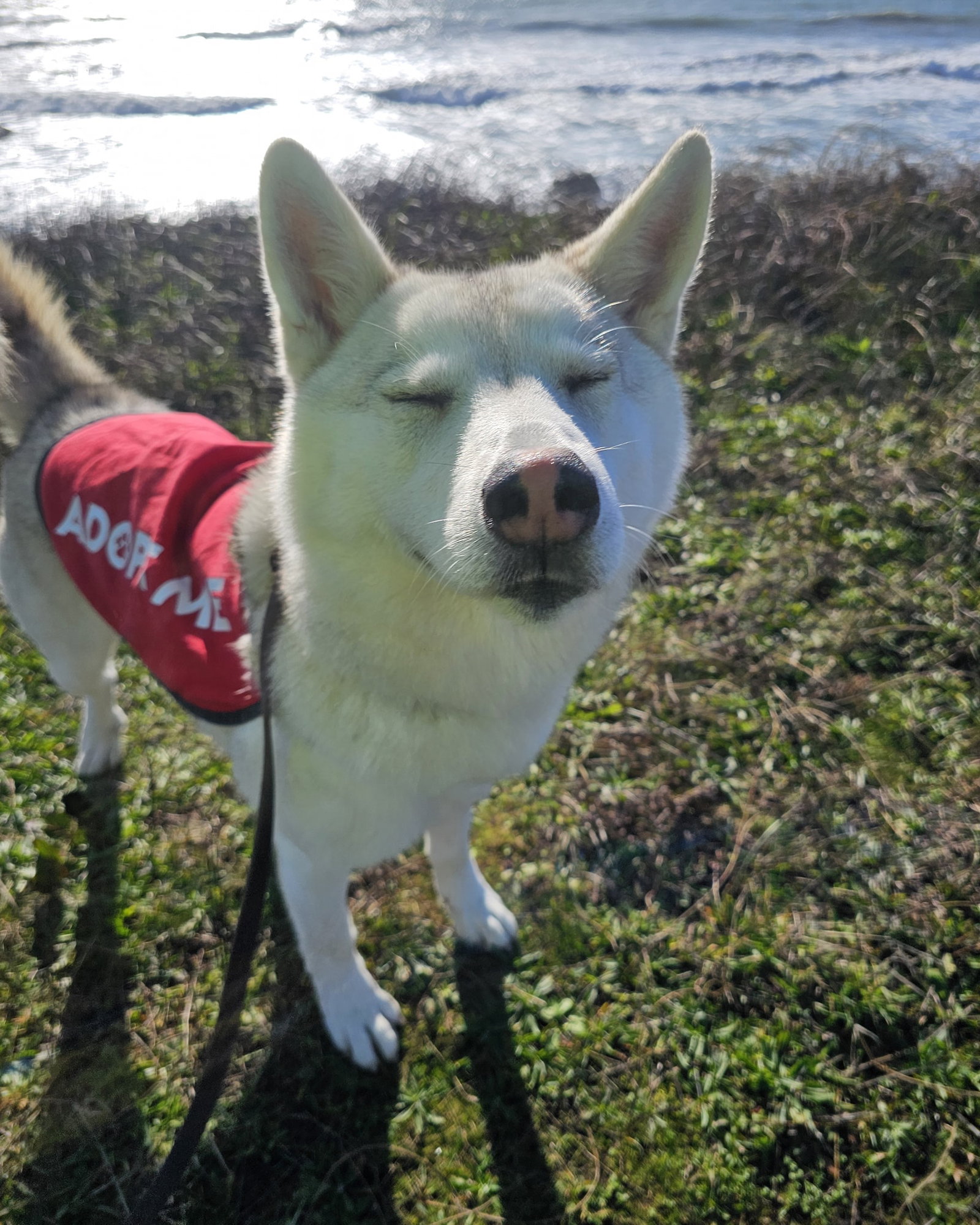 dog-image