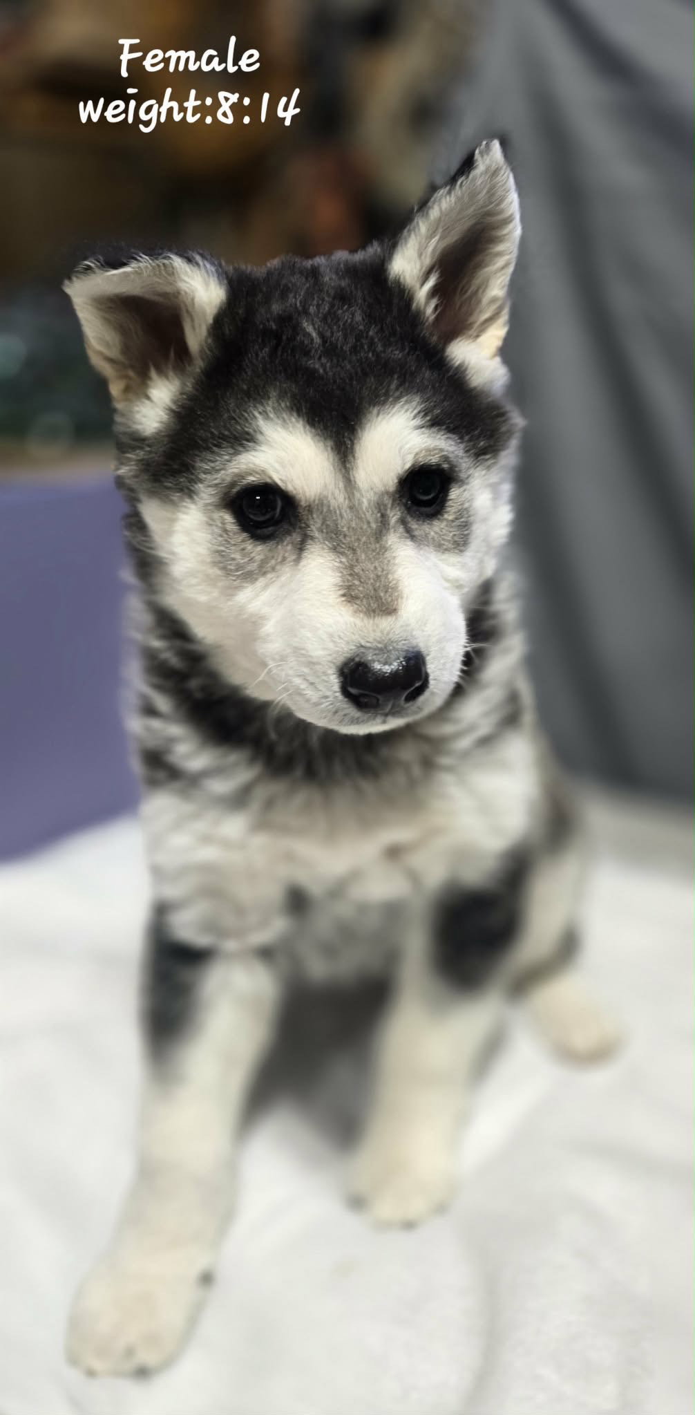 LILO