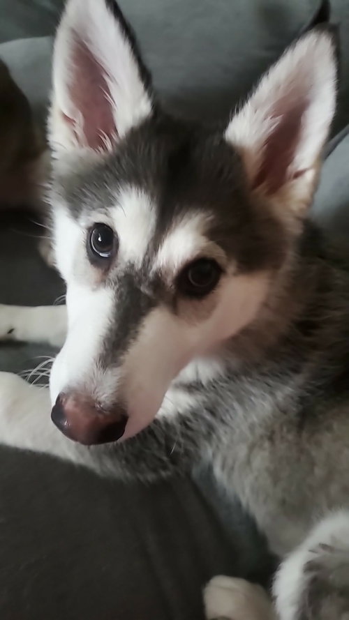 LILO, an adoptable Alaskan Malamute in Seattle, WA