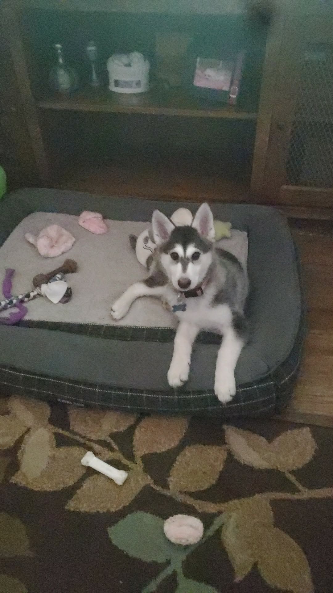 dog-image