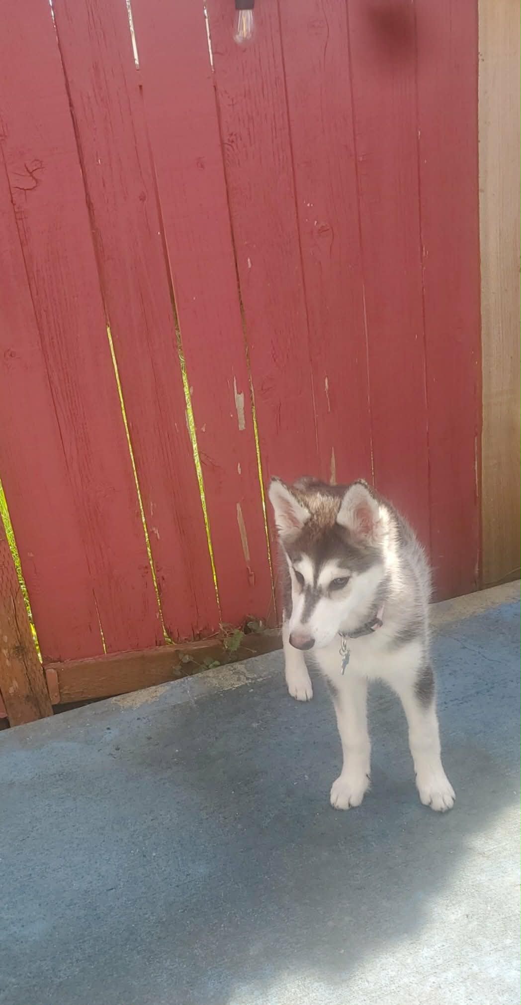 dog-image