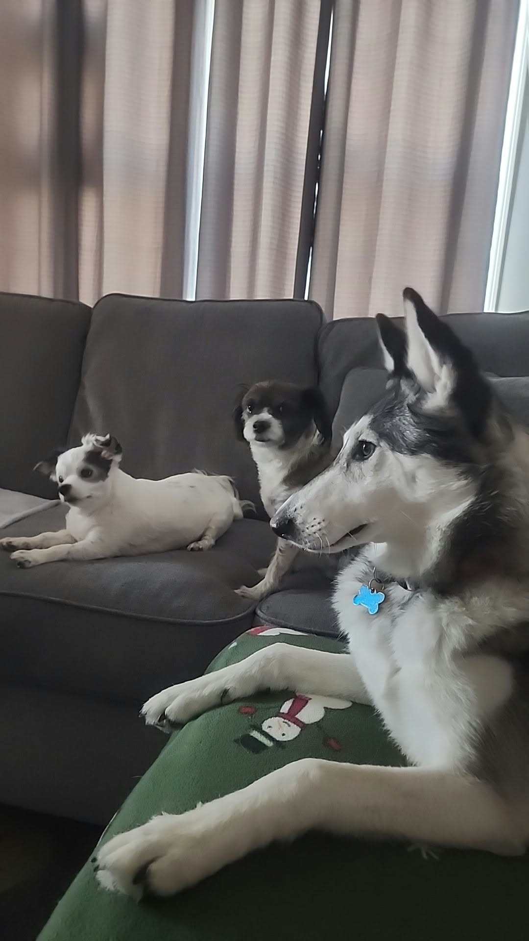 dog-image