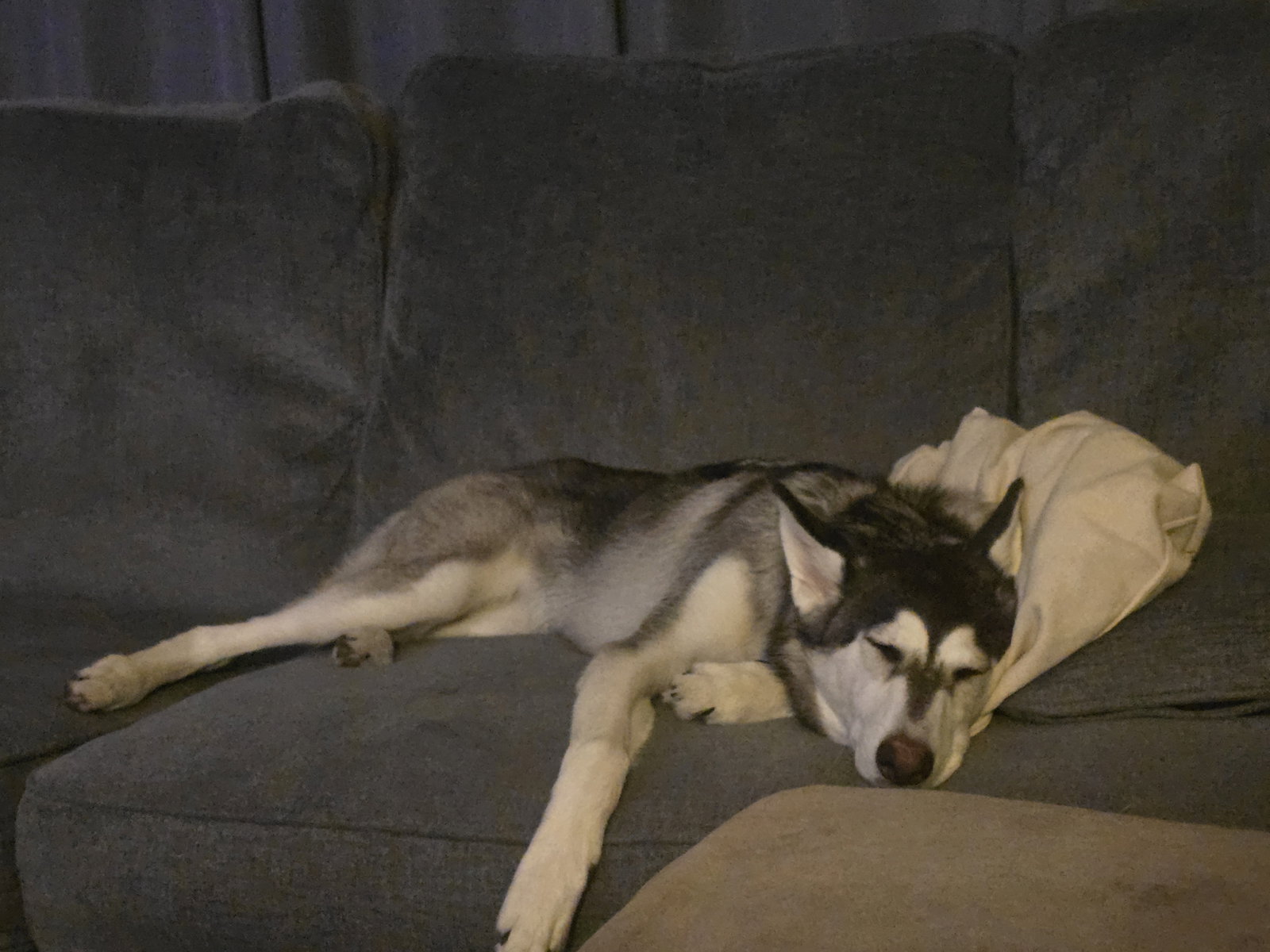 dog-image