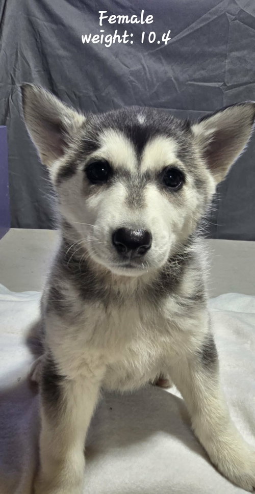 ECHO, an adoptable Alaskan Malamute in Seattle, WA