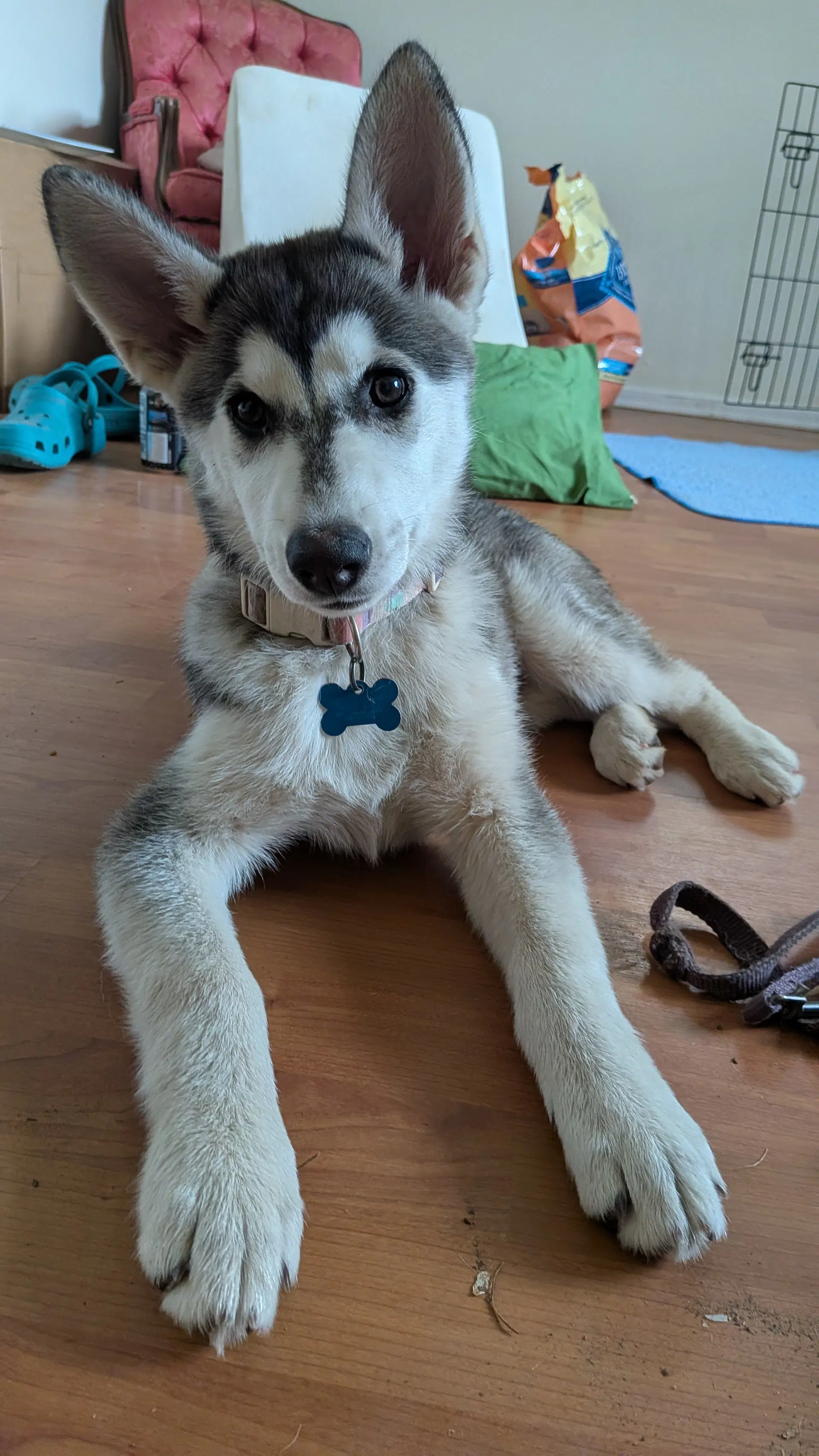 Sunshine - Alaskan Malamute
