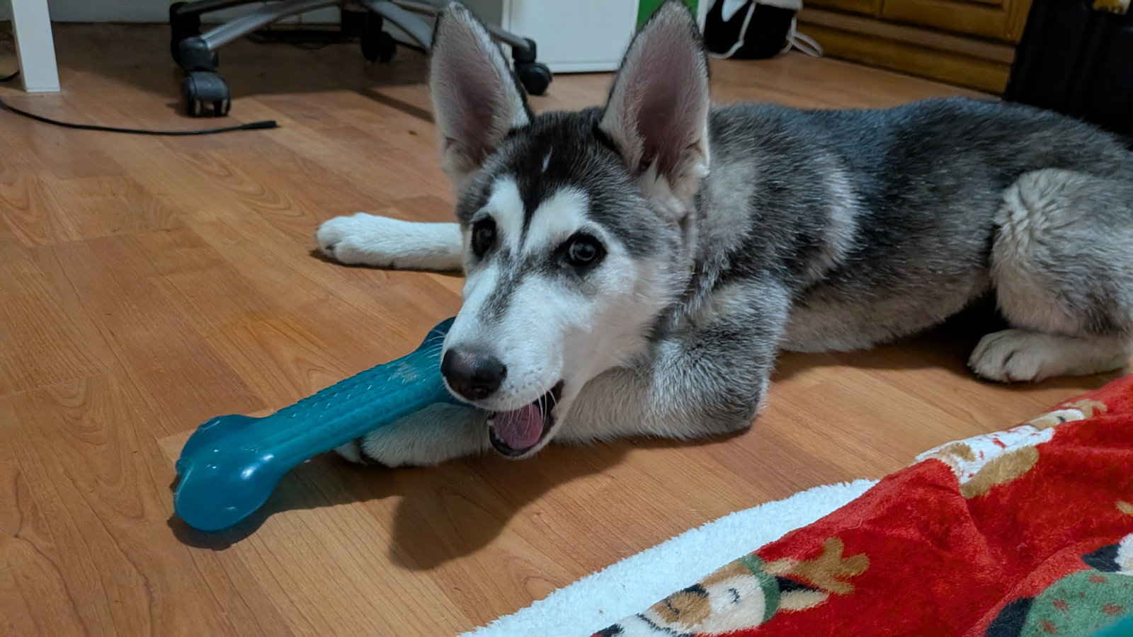dog-image