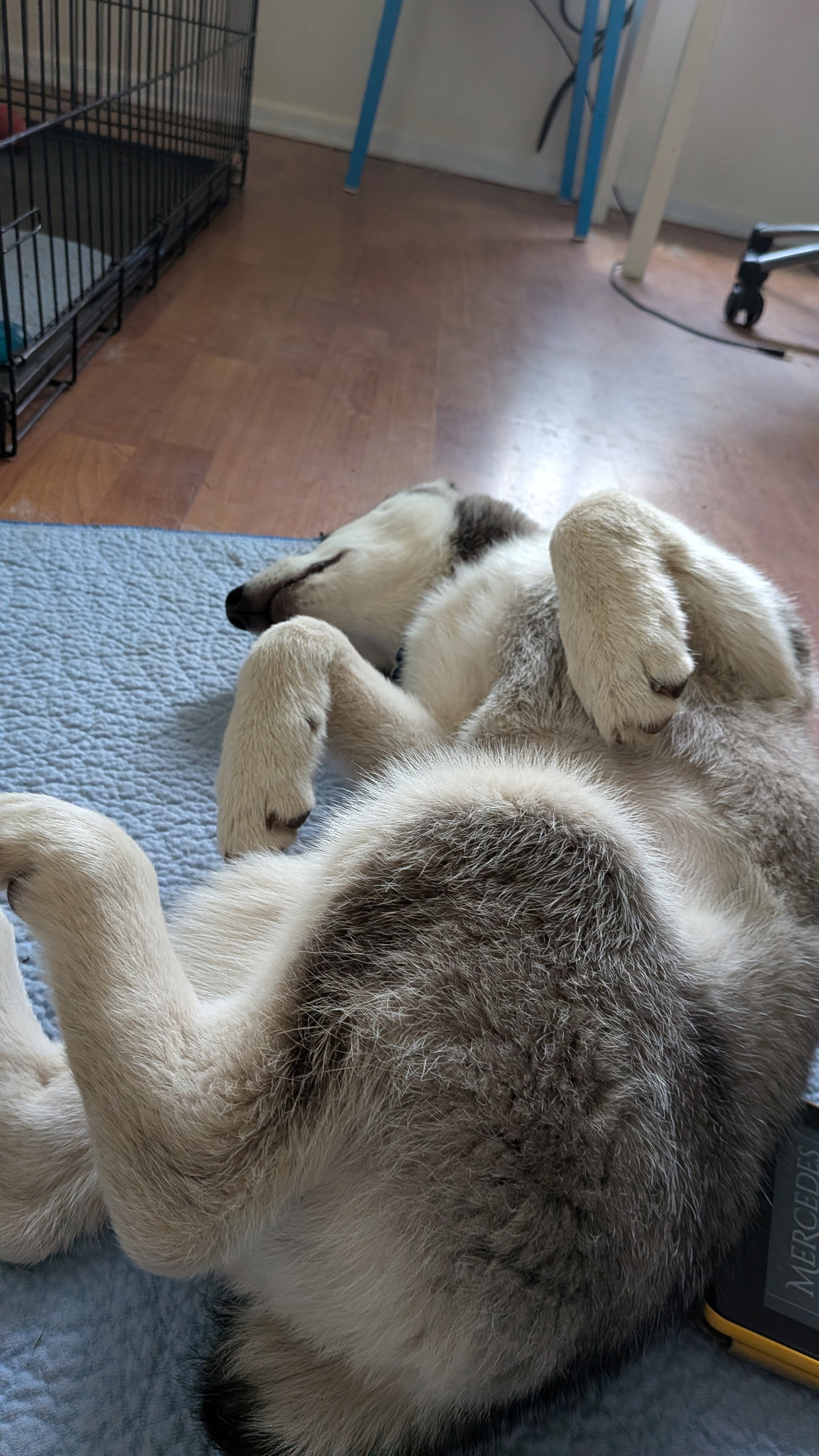 dog-image