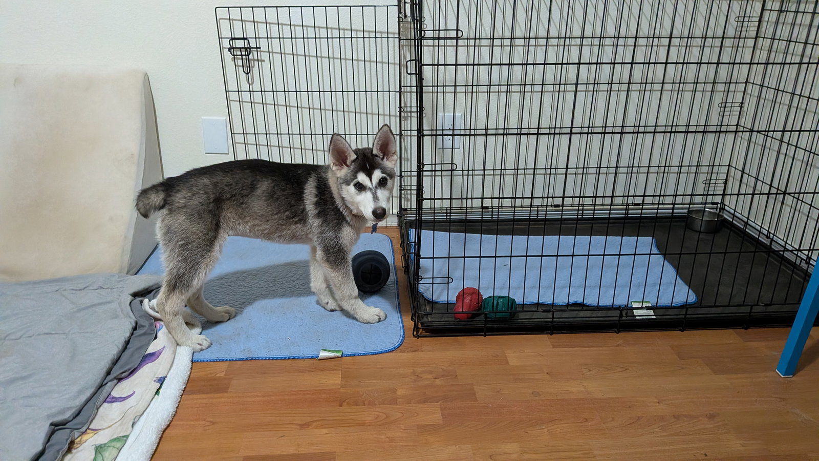 dog-image