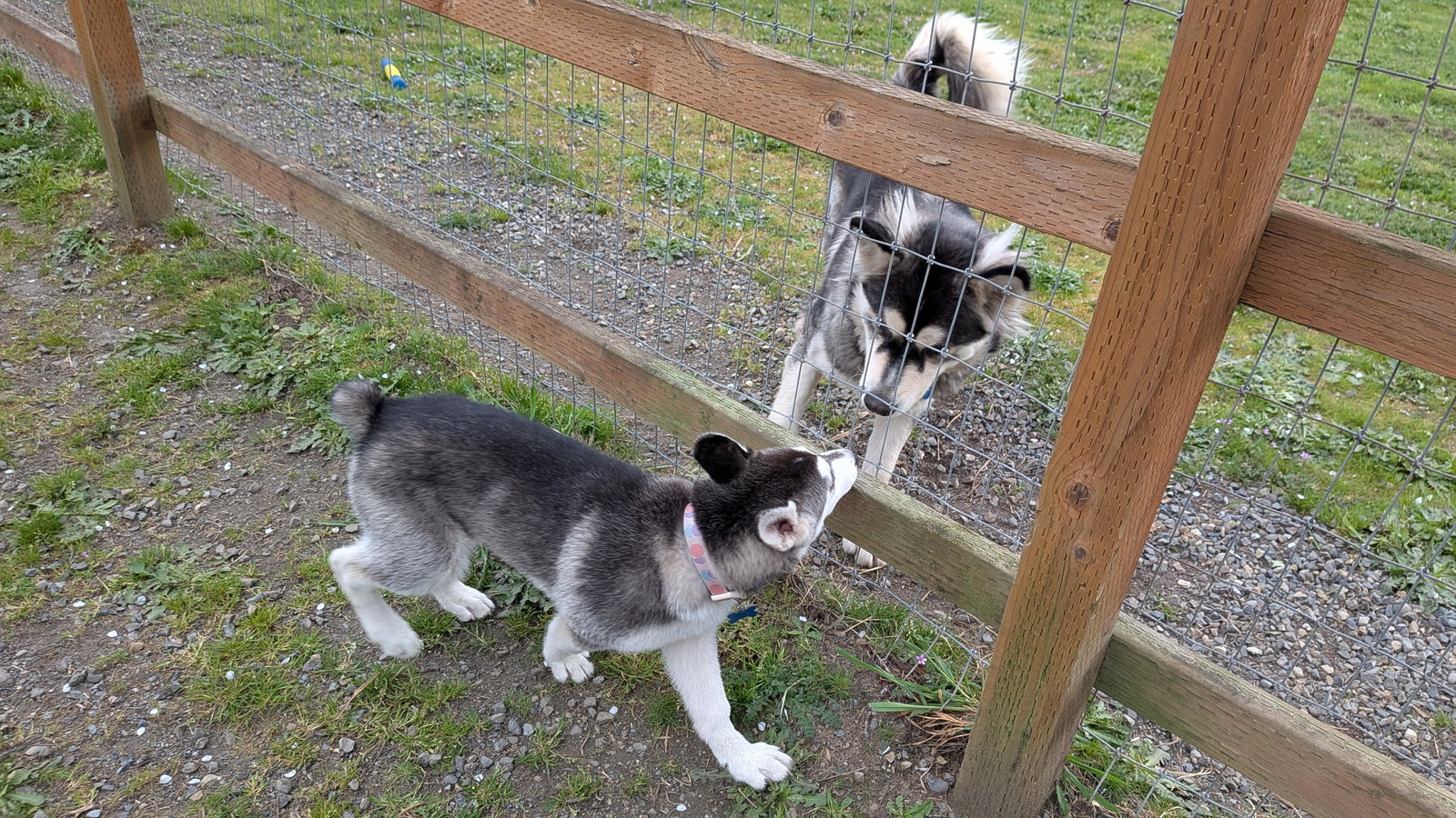 dog-image