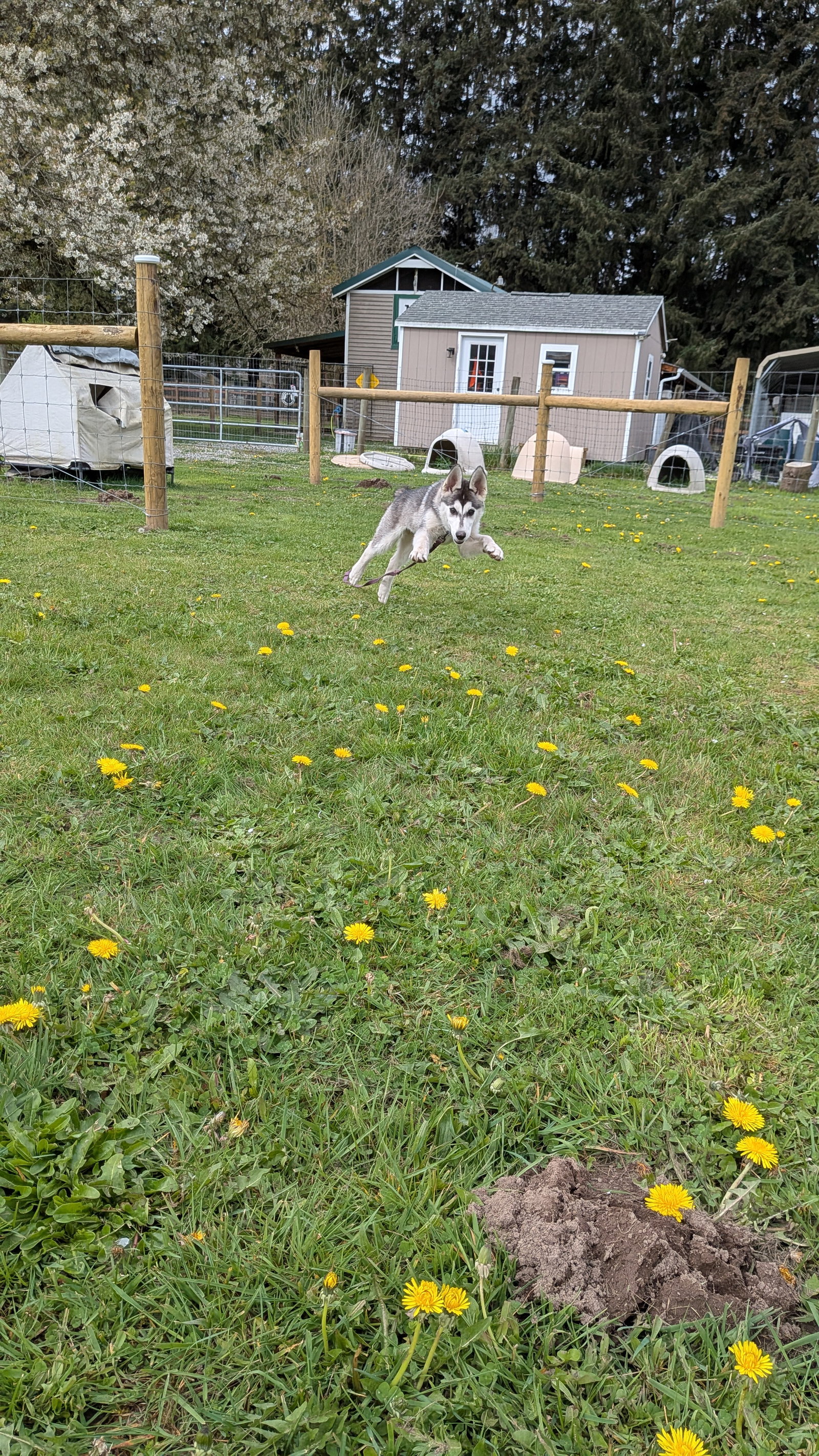 dog-image