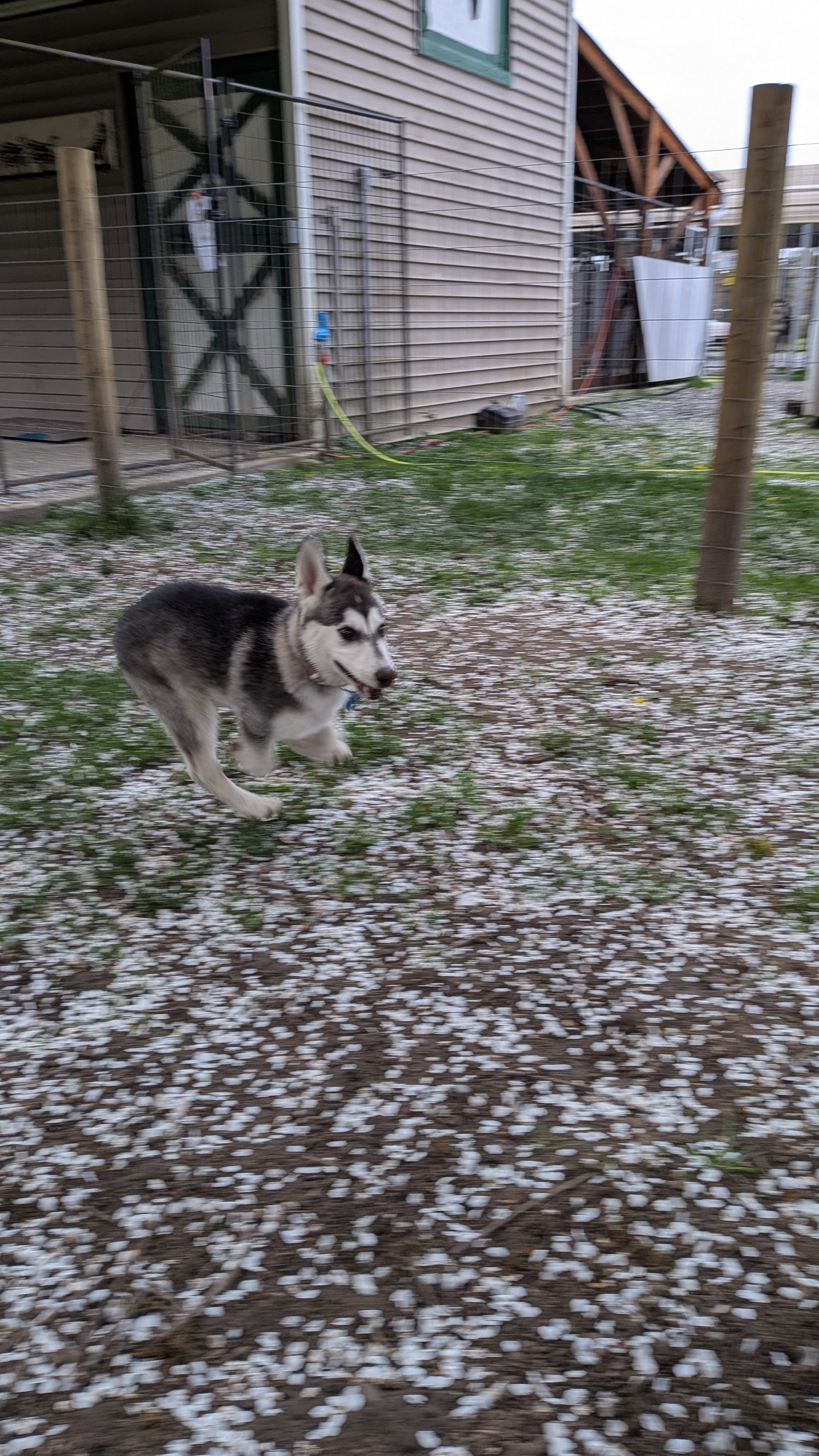 dog-image