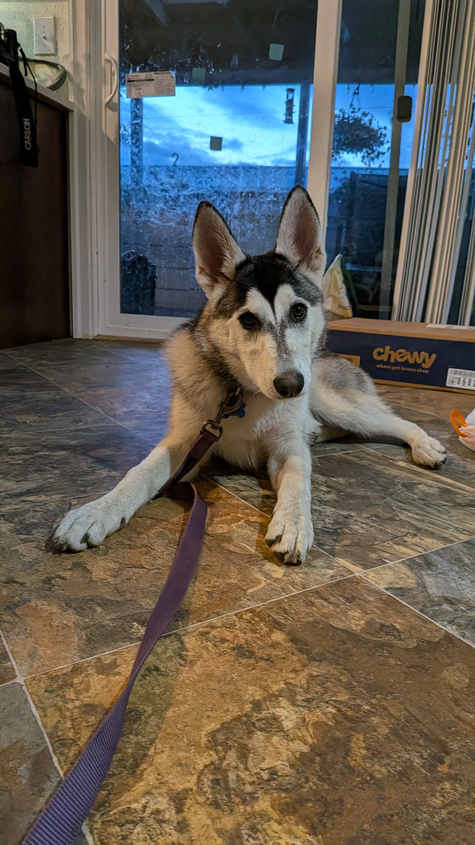dog-image
