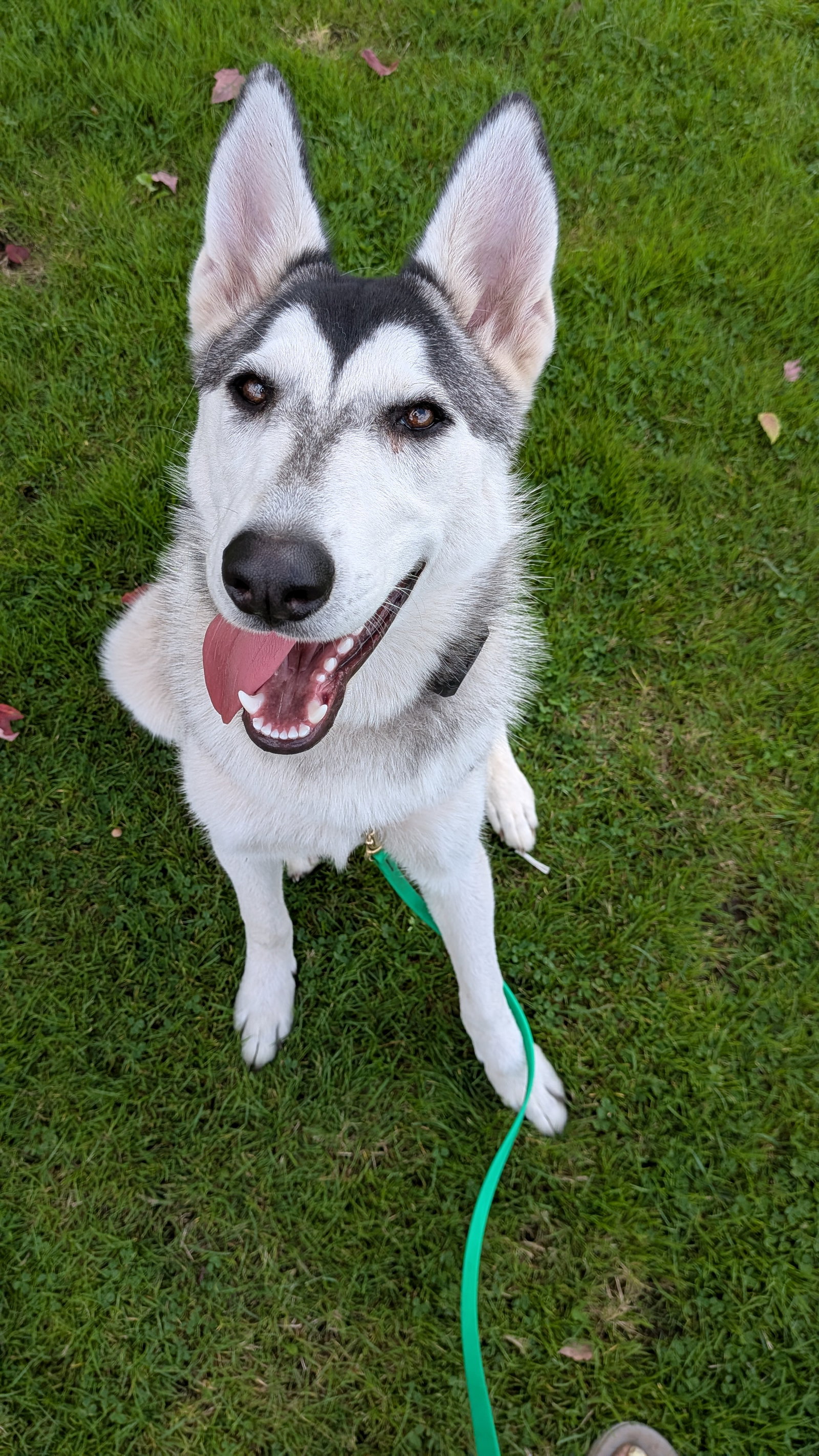 dog-image