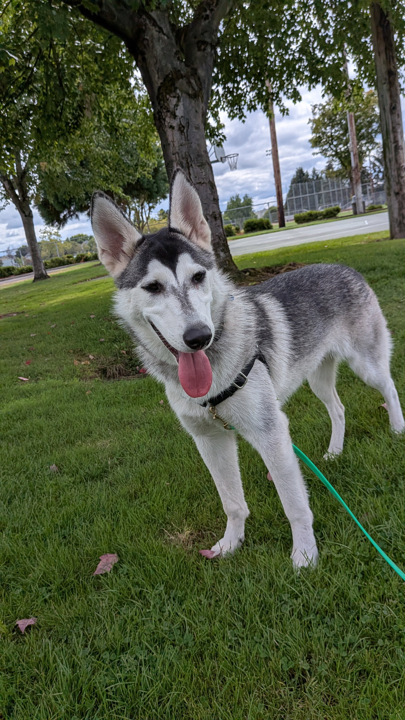 dog-image