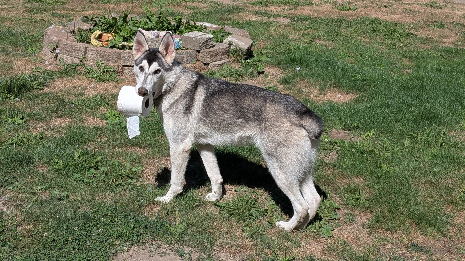 dog-image