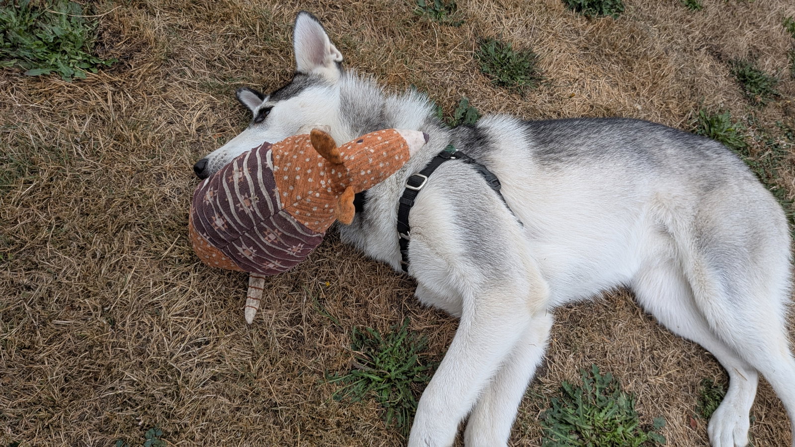 dog-image