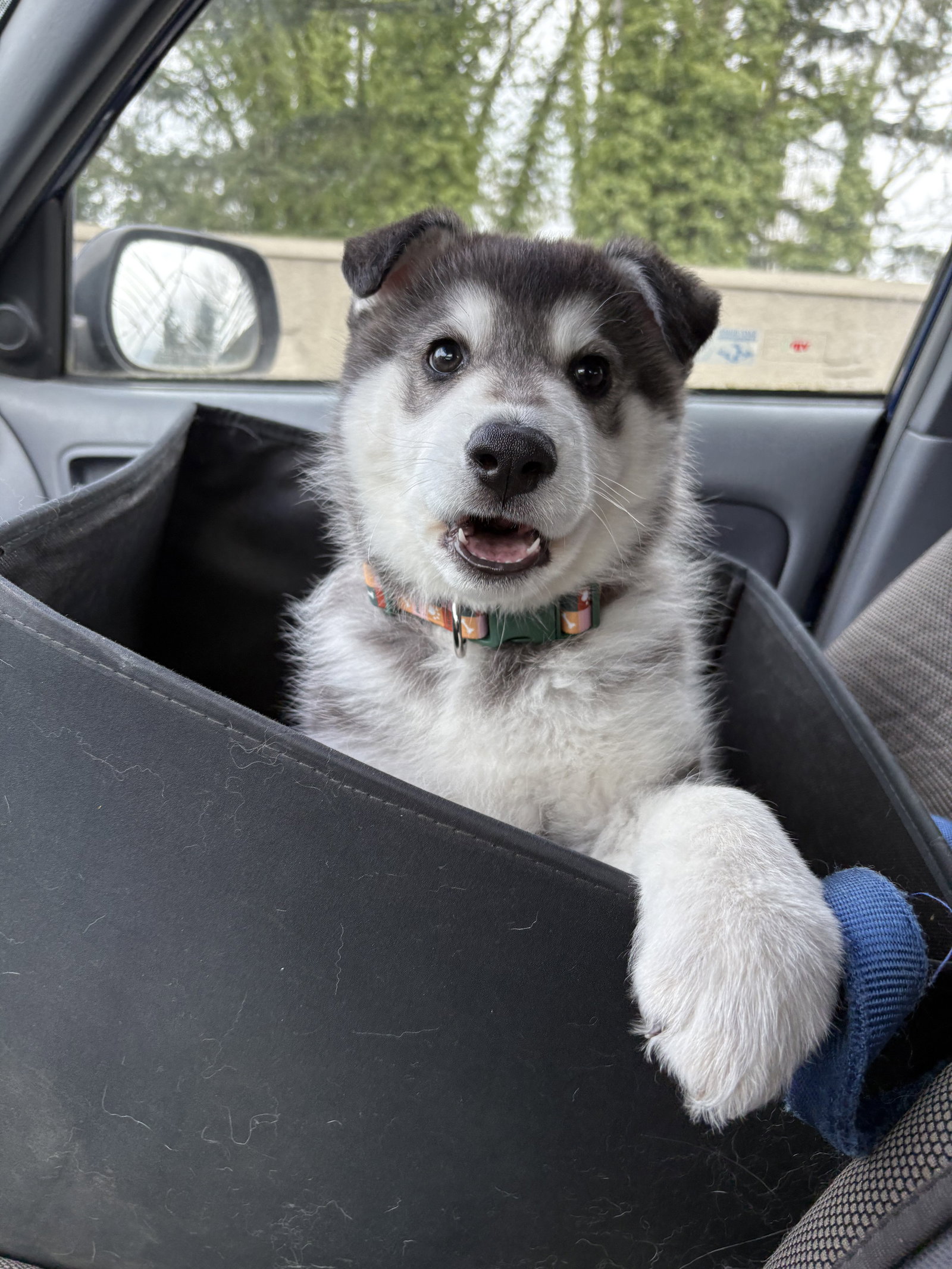 dog-image