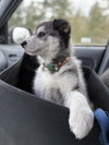 MEEKO