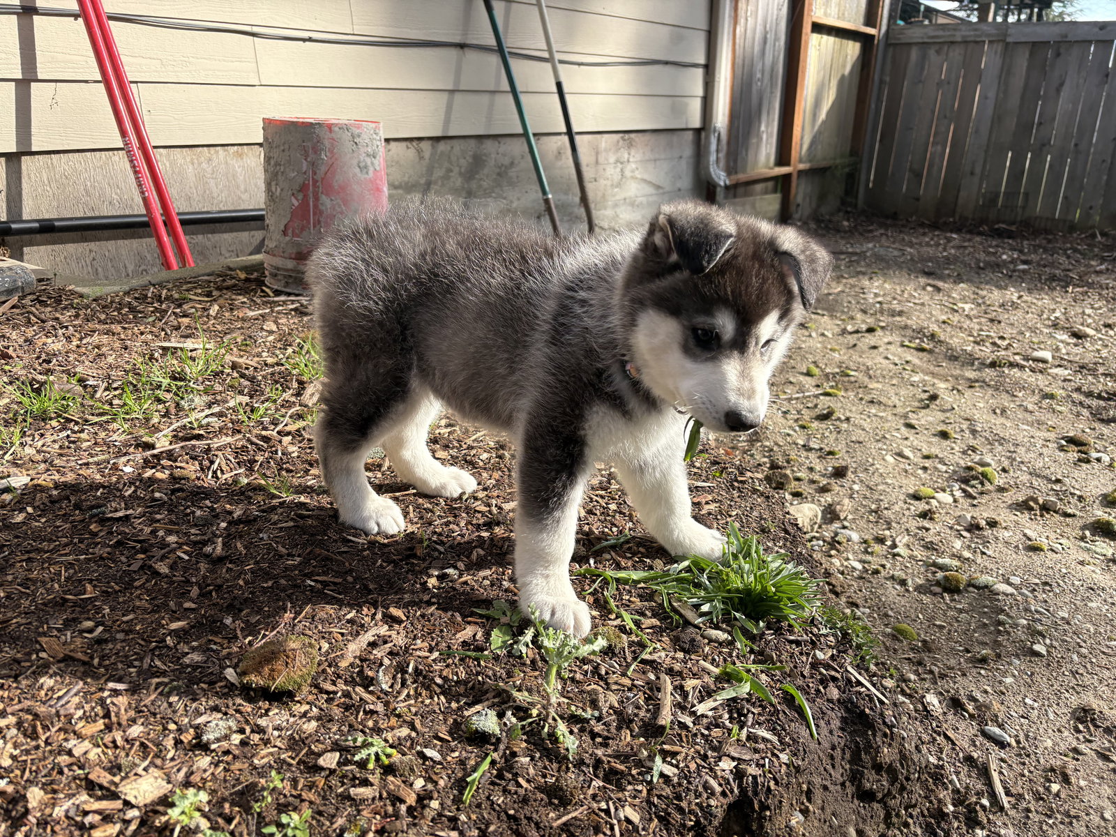 dog-image