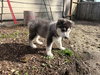 MEEKO