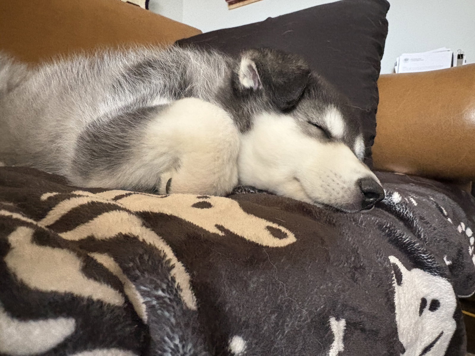 dog-image