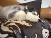 MEEKO