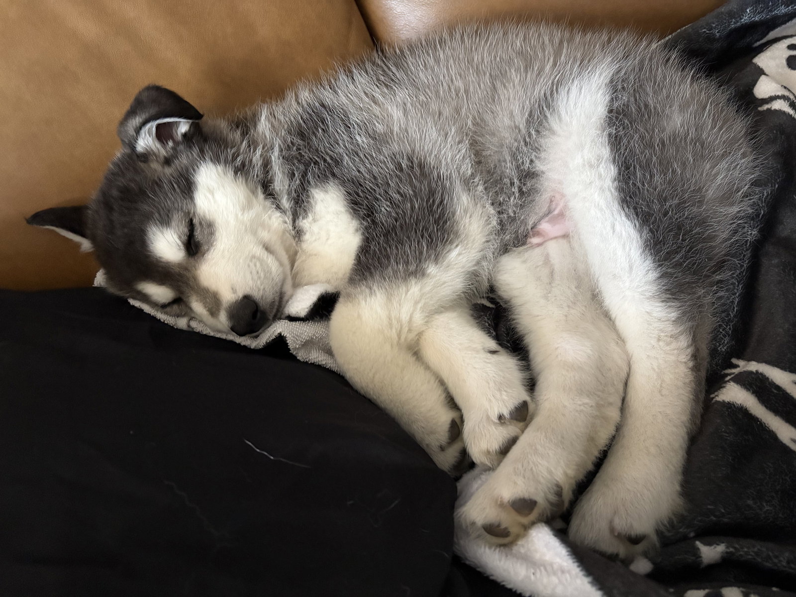 dog-image