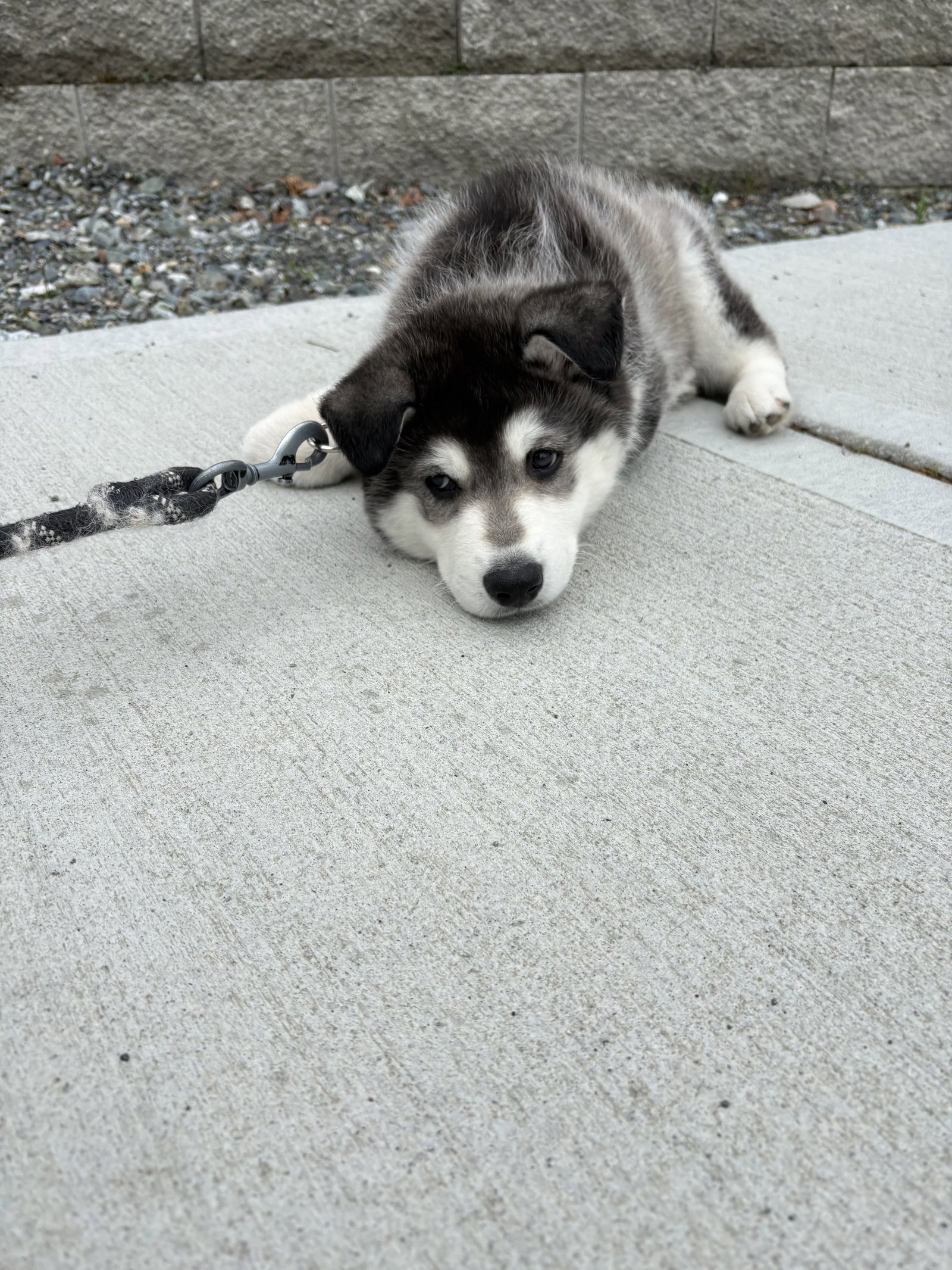 dog-image