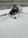 MEEKO